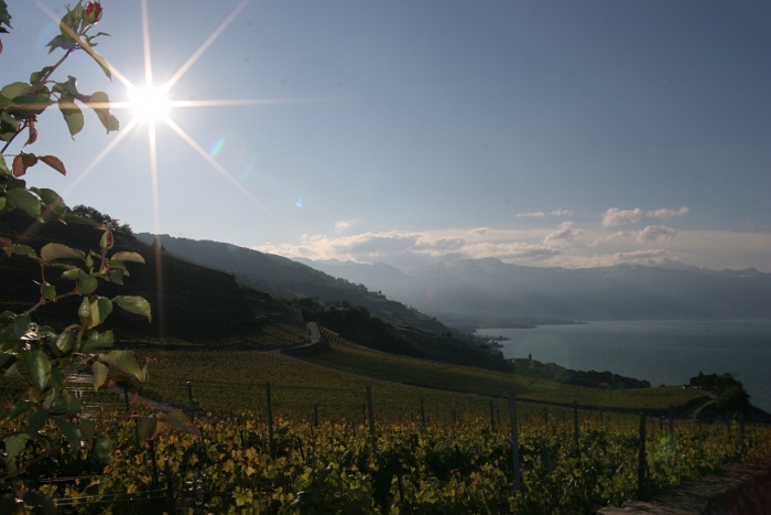 Lac et vignes depuis Lavaux - 049